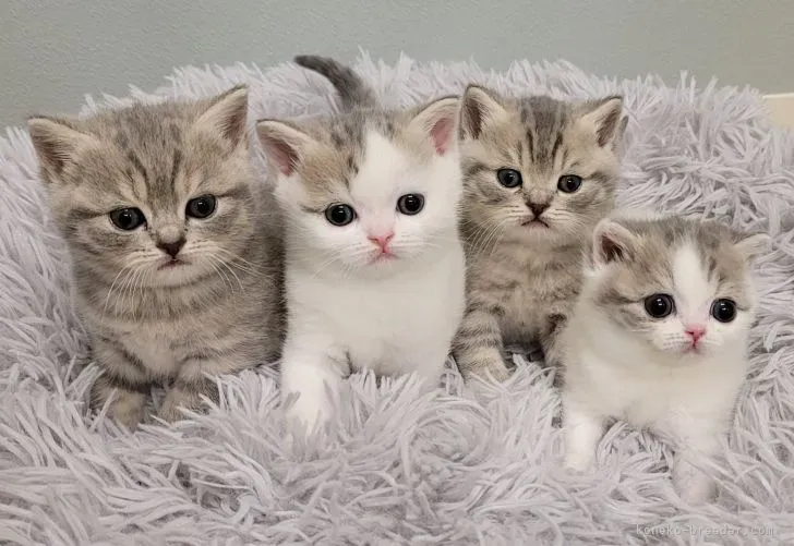 猫 ブリーダー 三重で最高の出会いを！信頼できるブリーダー探しの完全ガイド